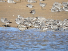 Calidris tenuirostris