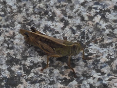 Shirakiacris shirakii