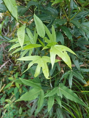 Dendropanax proteus