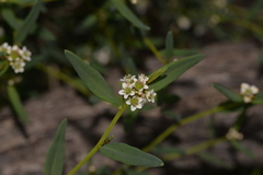 Euphorbiaceae