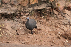 Numida meleagris coronatus