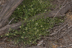 Euphorbiaceae