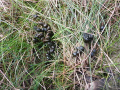 Capreolus capreolus