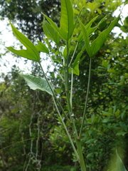 Dendropanax proteus