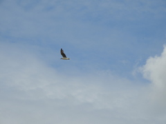 Chroicocephalus cirrocephalus