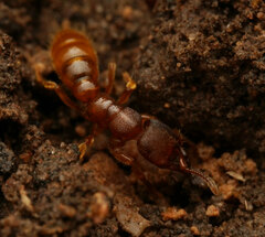 Amblyopone longidens