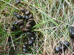 Capreolus capreolus