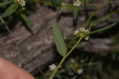 Euphorbiaceae