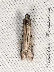 Pyralidae