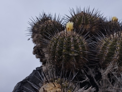 Copiapoa coquimbana