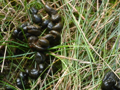 Capreolus capreolus