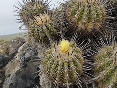 Copiapoa coquimbana