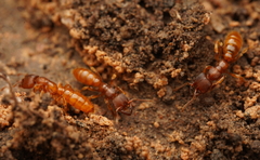 Amblyopone longidens