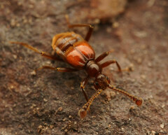 Pselaphinae