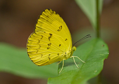Eurema andersoni