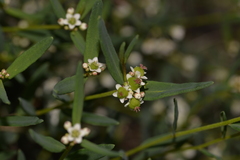 Euphorbiaceae