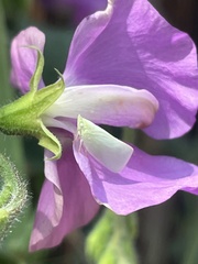 Flatidae