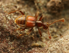 Pselaphinae