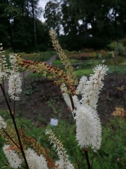 Actaea dahurica