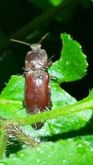 Elateridae