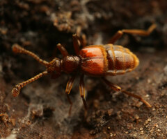 Pselaphinae