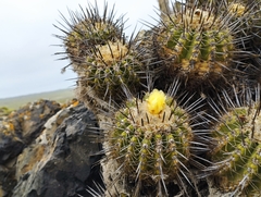 Copiapoa coquimbana