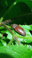 Elateridae