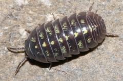 Armadillidium vulgare