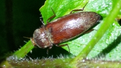 Elateridae