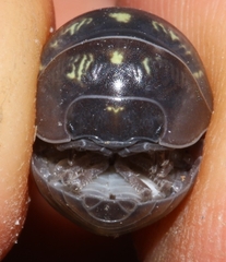 Armadillidium vulgare