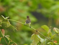 Nectariniidae