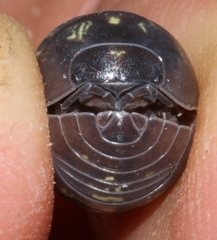 Armadillidium vulgare