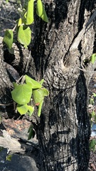 Androstachys johnsonii