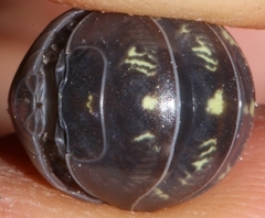 Armadillidium vulgare