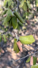 Androstachys johnsonii