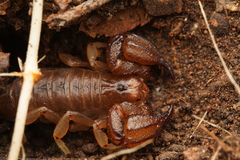 Urodacus manicatus