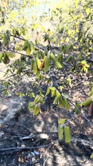 Androstachys johnsonii