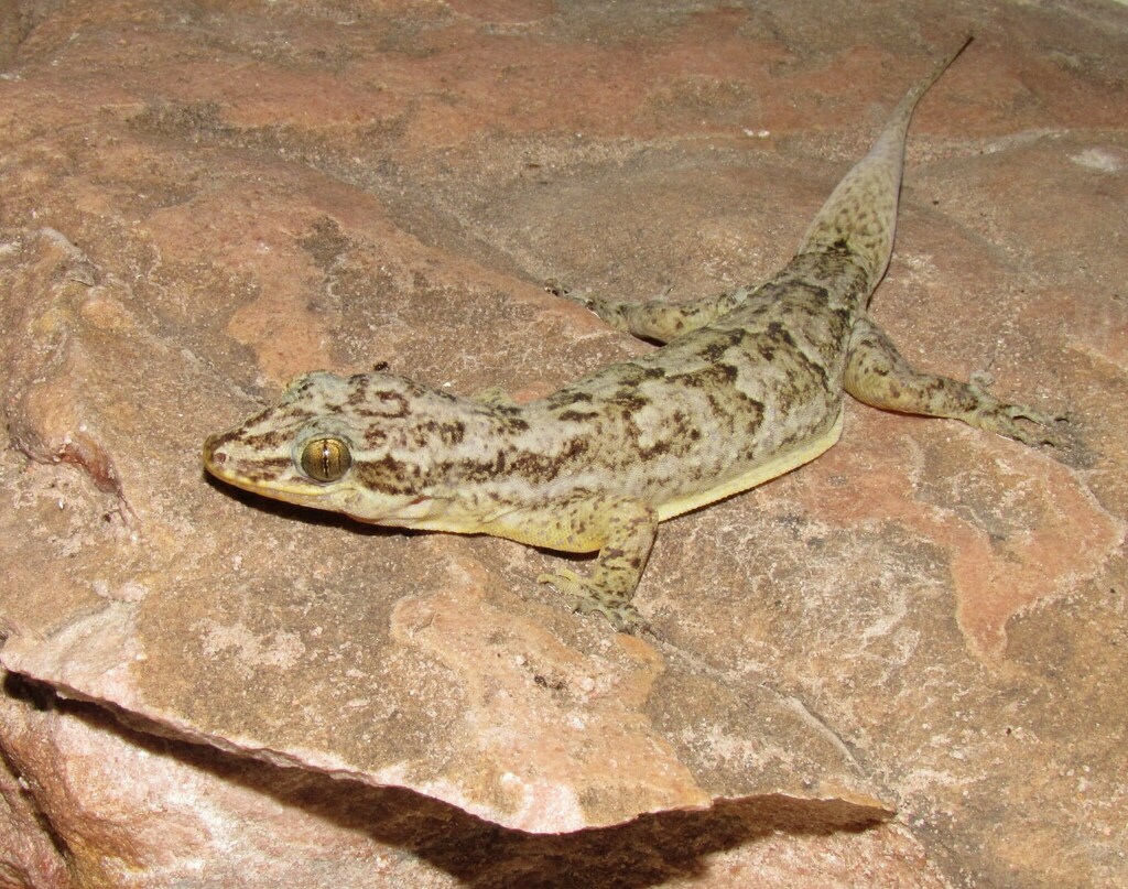 Chapada Diamantina Robust Gecko