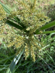 Cyperus exaltatus