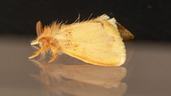 Euproctis fimbriata