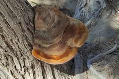 Inocutis tamaricis