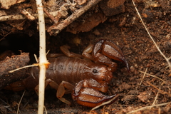 Urodacus manicatus