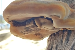 Inocutis tamaricis