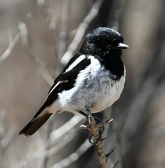 Melanodryas cucullata