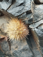 Eriosyce villosa