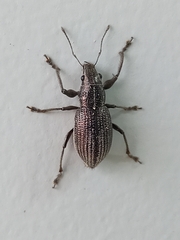 Naupactus tremolerasi