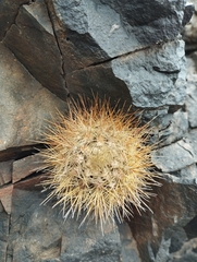 Eriosyce villosa
