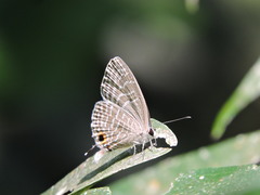 Jamides alecto dromicus