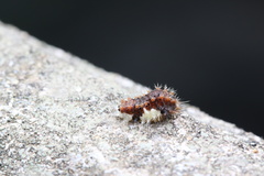 Zygaenoidea