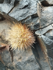 Eriosyce villosa